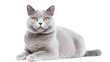 grey british short hair cat isolated  on white background