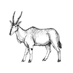 Wall Mural - Vector hand-drawn illustration of common eland in engraving style. Black and white sketch of Canna antelope.