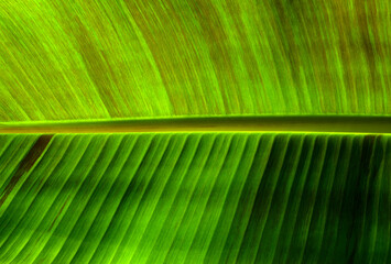 Wall Mural - Сlose up green leaf texture