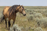 Fototapeta Zwierzęta - Wild Horse in the Wyoming Desert in Summer