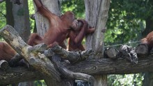 Sumatran Orangutan Playing With Each Other On Tree Trunk In Zoo. Playful Pongo Abelii In Zoological Garden.