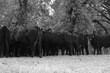 Black angus cattle herd on ranch.