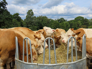 Canvas Print - brown cows with white faces around a circular feeder