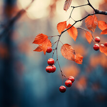 Moody Autumnal Dry Tree Leaves With Red Wild Berries On Blurred Background. Natural And Organic October Background. Autumn Season