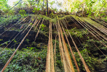 Wall Mural - Liana falling from canyon in central Brazil