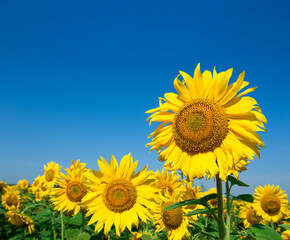 Wall Mural - sunflower over cloudy blue sky