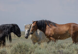 Fototapeta  - Wild Horses in the Wyoming Desert in Summer