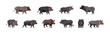 Wild boar set flat cartoon isolated on white background. Vector isolated illustration