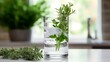 Green aromatic herbs in a glass. Minimal background.