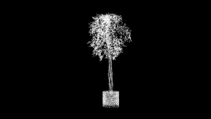 3d ornamental tree in a pot rotates on black background. decor and plants concept. plant design. bus