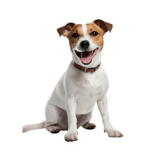 Playful Jack Russel Dog Isolated