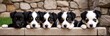 Puppies posing outdoor. Cute dog breeds sitting in line. Grey light stone wall on background. Small breeds. Banner