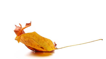Wall Mural - Dry, torn, yellow leaf in autumn isolated on white, side view
