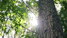 Beautiful Sun Flares Against Tree Trunk And Green Leaves, Tree Trunk In The Forest, Sun Rays Fall On The Tree Trunk, Tree Bark Texture.