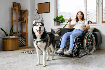 Young woman in wheelchair and with husky dog at home