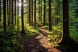 © Fred - A serene mountain trail winding through a forest of tall trees