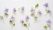 Dainty violets presented in a botanical layout on a parchment sheet.