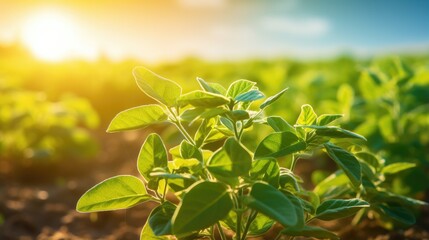 Wall Mural - Agricultural soy plantation on sunny day. Generative AI