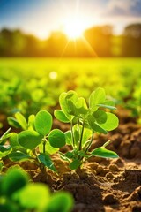 Wall Mural - Agricultural soy plantation on sunny day. Generative AI