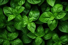 Aromatic Basil leaves background. Generate Ai