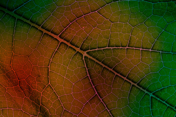 Wall Mural - macro photography of leaf texture with weins