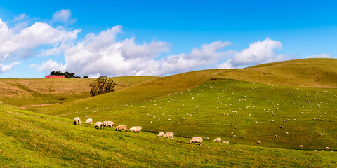 Sheep are grazing on a large green open field. There are additional hills in the background. A red barn is in the distance. Blue sky and white clouds.  Panoramic photo.