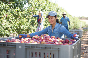 Portrait of successful Asian female farmer sitting near large box of freshly picked ripe red plums in garden, happy with rich harvest