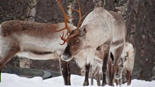Close Up Of A Reindeer Or Caribou (Rangifer Tarandus) Family Standing In Heavy Snow.