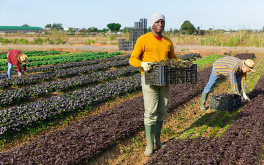 Wall Mural - Young adult man farmer carrying box with picked leafy vegetables on field