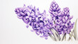 Purple hyacinth background