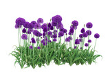 Fototapeta Lawenda - Various types of flowers grass bushes shrub and small plants isolated