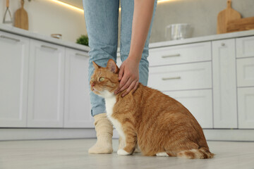 Wall Mural - Woman petting cute cat in kitchen at home, closeup