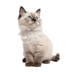 Poster - ragdoll kitten isolated