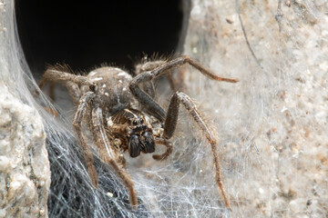 Funnel Web Wolf Spider (Sosippus californicus)