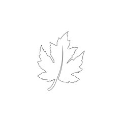 Wall Mural - maple leaf graphic vector unique illustration 65
