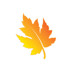 Wall Mural - maple leaf graphic vector unique illustration 00