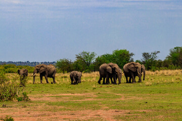 Poster - Herd of african elephants in savanna in Serengeti National park in Tanzania