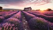 lavender fierds in the country