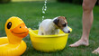 The owner washes the dog Jack Russell Terrier in a yellow basin on a green lawn. 