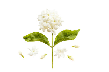 Wall Mural - white flowers jasmine local flora of asia arrangement flat lay postcard style 