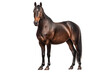 Hanoverian horse isolated on transparent background.