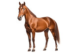 Fototapeta Konie - Saddlebred horse isolated on transparent background.