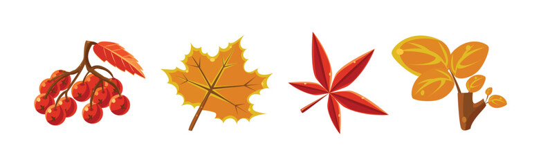 Wall Mural - Autumn Leaf and Bright Tree Foliage Vector Set