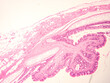 © thitiya - picture of histology human tissue with microscope from laboratory (not Illustration Designation)