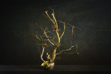 Wall Mural - Composition with a dried branch in a minimalist style.