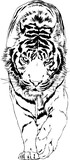 Fototapeta Konie - large striped tiger drawn ink sketch in full growth	
