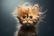 funny studio portrait of a scruffy fluffy kitten