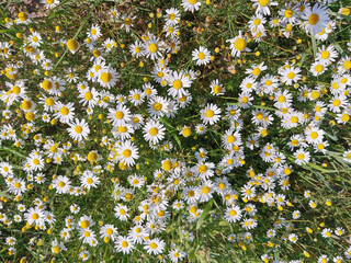 Sticker - fresh camomile flowers