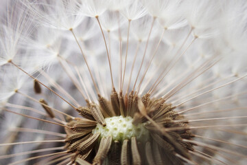 Canvas Print - dandelion seeds texture