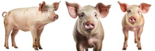 Domestic Pig Collection (standing, Portrait, Side View), Animal Bundle Isolated On A White Background As Transparent PNG